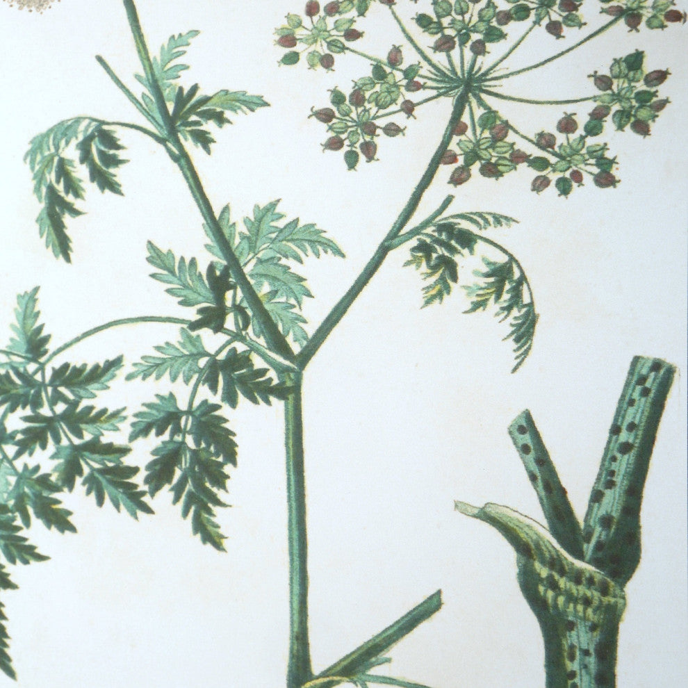Uttermost Antique Botanicals Framed Prints, Set of 9