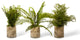Fern Pack in Clear Vase