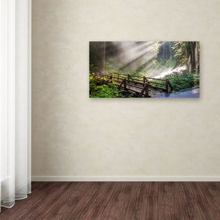'Forest Sunlight' Canvas Art by Pierre Leclerc