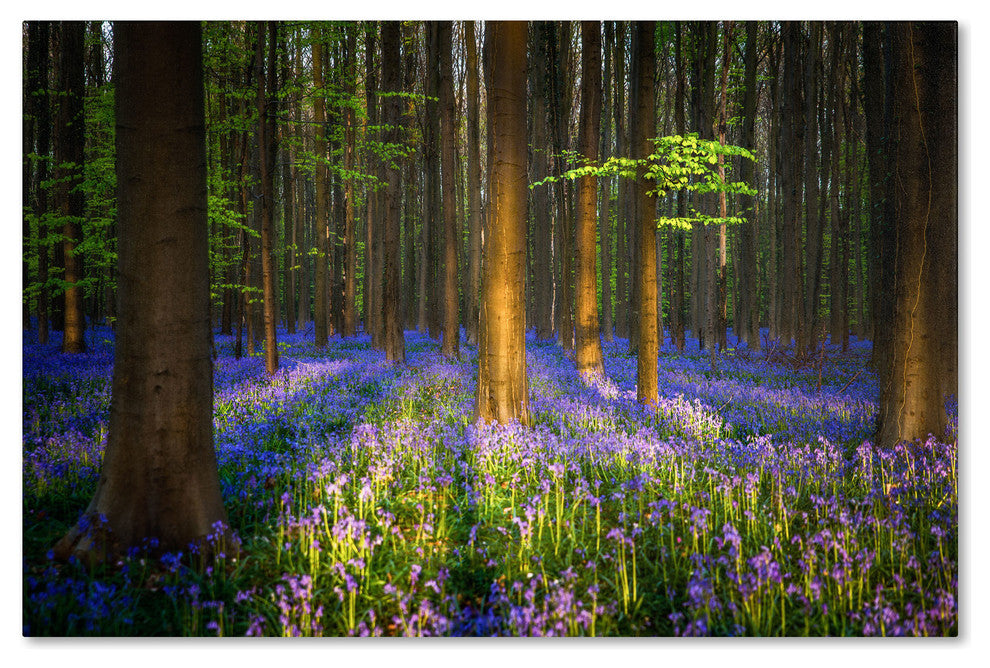 'Mystical Forest' Canvas Art by Mathieu Rivrin