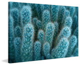 "Soft Blue Cacti" Painting Print on Canvas