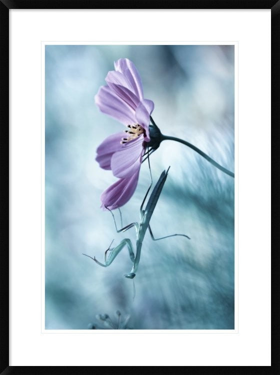 "Newtonian Physics" Framed Digital Print by Fabien Bravin, 24x32"