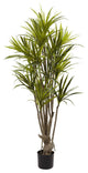 5' Dracaena Silk Tree