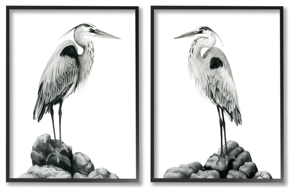 Great Herons Standing Rocks Black White Bird Portraits,16 x 20