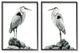 Great Herons Standing Rocks Black White Bird Portraits,16 x 20