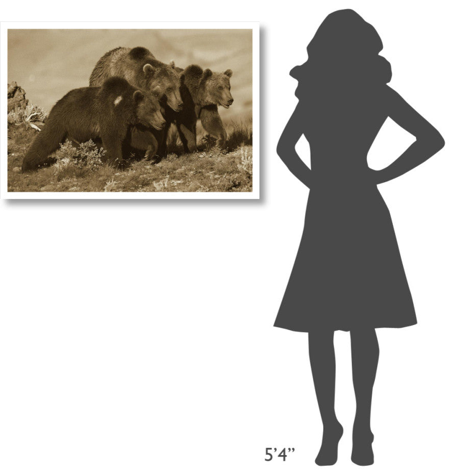 "Grizzly Bear mother with 1 year old cubs, North America" Paper Art, 38"x26"