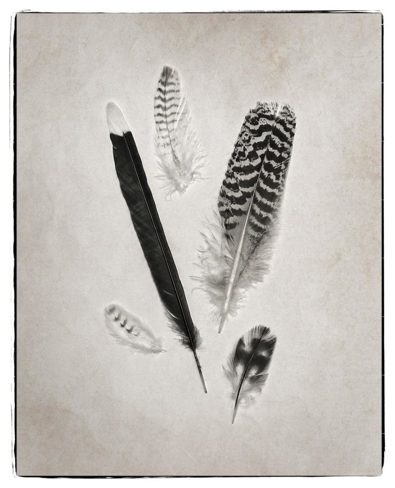 "Feather Group II - BW" Digital Paper Print by Debra Van Swearingen, 18"x22"