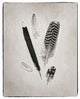 "Feather Group II - BW" Digital Paper Print by Debra Van Swearingen, 18"x22"