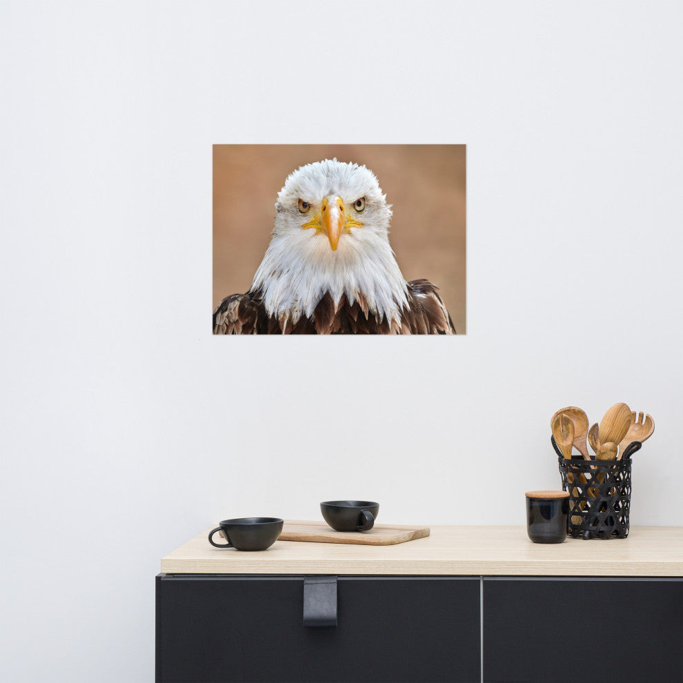 Bald Eagle Portrait Close-up 2 Loose Wall Art Print, 18" X 24"