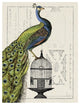 "Peacock Birdcage I" Digital Paper Print by Sue Schlabach, 14"x18"