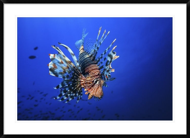 "Lionfish" Framed Digital Print by Barathieu Gabriel, 44x32"