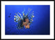 "Lionfish" Framed Digital Print by Barathieu Gabriel, 44x32"