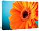 Orange Daisy Gerbera Flower Close up, Flowers Canvas Wall Artwork, 60"x28"
