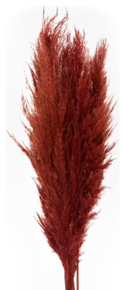 Vickerman 46" Dried Pampas Grass, Bordeaux