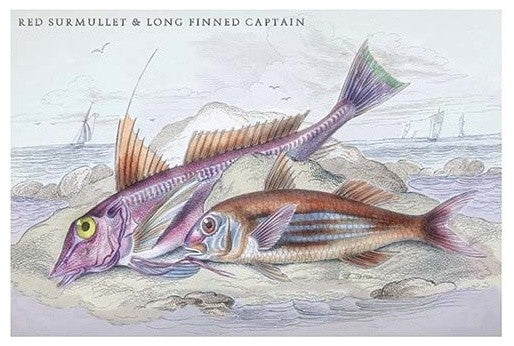 Red Surmullet and Lof Finned Captain - Fine Art Giclee Print 24" x 36"