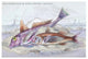Red Surmullet and Lof Finned Captain - Fine Art Giclee Print 24" x 36"