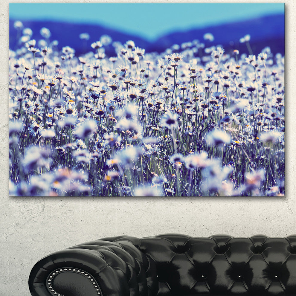 Amazing Light Blue Chamomile Blossom, Large Flower Canvas Art Print, 40"x30"