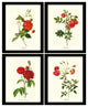 Red Tea Rose Botanical Print Set-4 Framed Antique Vintage Illustrations