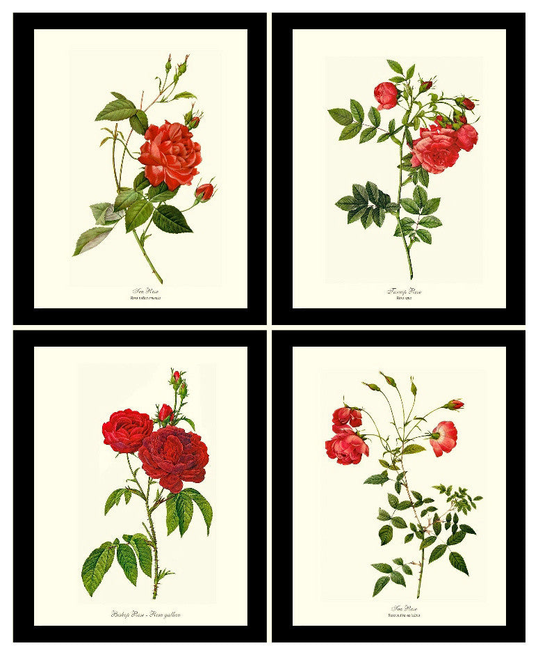 Red Tea Rose Botanical Print Set-4 Framed Antique Vintage Illustrations