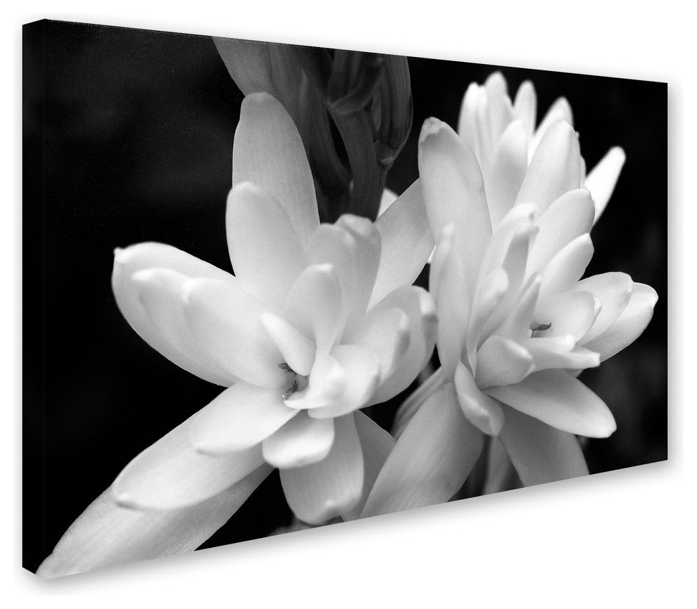 Kurt Shaffer 'Tuber Rose in Black and White' Canvas Art
