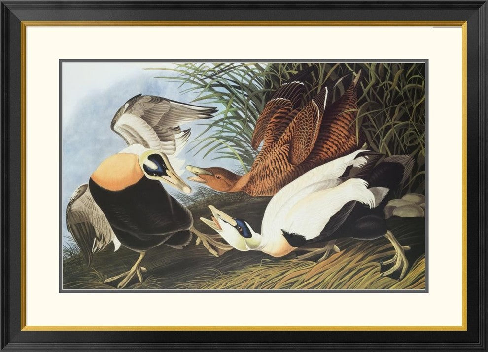 "Eider Duck" Framed Digital Print by John James Audubon, 40x29"