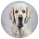 Sad Looking Beautiful Dog, Animal Large Disc Metal Wall Art, 23"