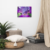 Glowing Iris Floral Nature Photography Canvas Wall Art Print, 18" X 24"