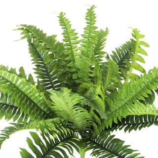 White background; close-up/cropped view of the fern fronds.
