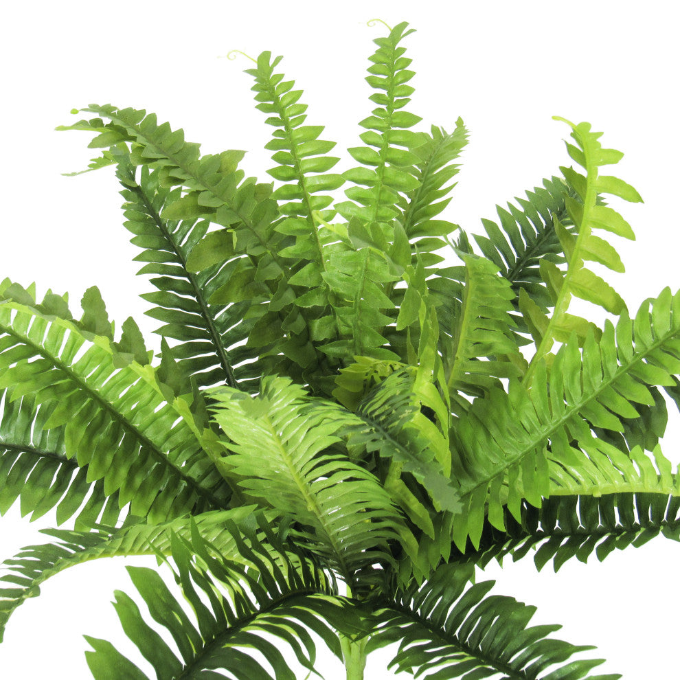 White background; close-up/cropped view of the fern fronds.