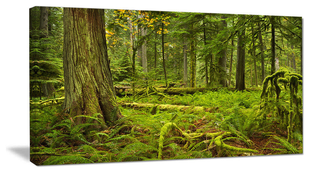 Lush Rainforest in Cathedral Grove, Landscape Canvas Art Print, 60"x28"