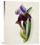 "A Flag Iris" Stretched Canvas Giclee by Thomas Holland, 24"x30"