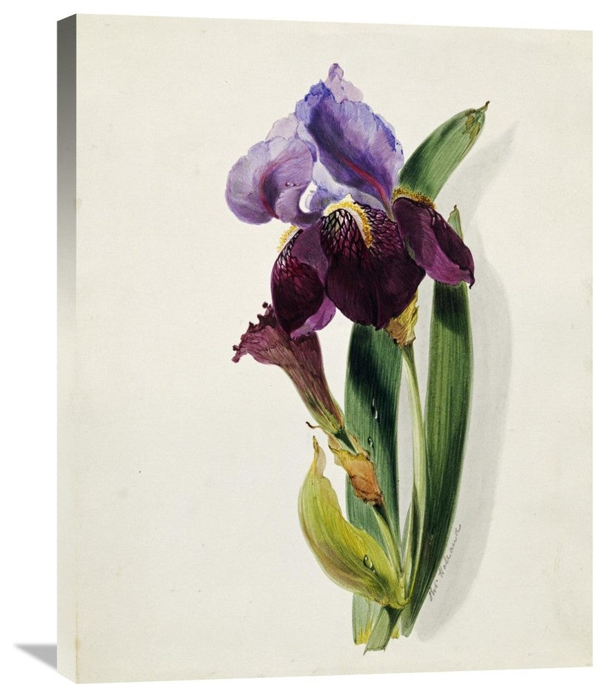 "A Flag Iris" Stretched Canvas Giclee by Thomas Holland, 24"x30"