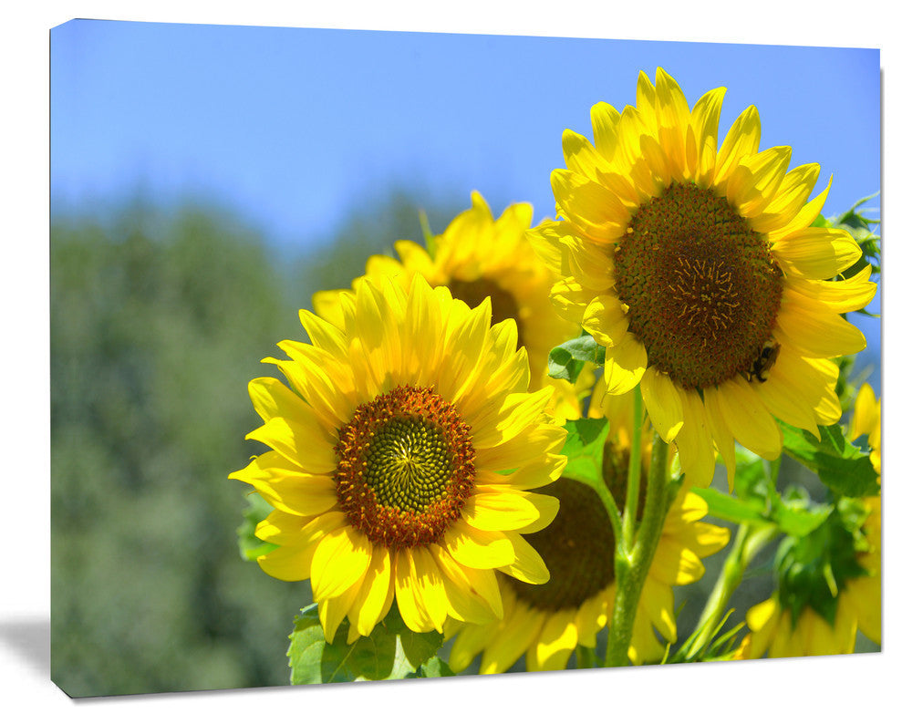 Beautiful Sunflowers View, Floral Canvas Art Print, 40"x30"