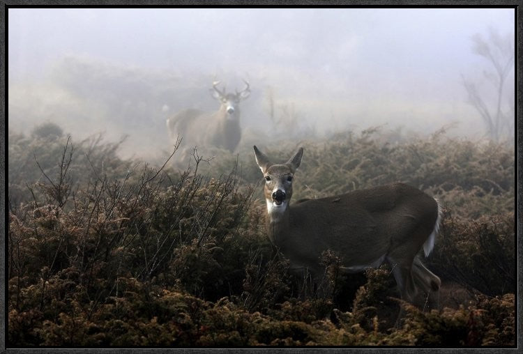 "The Rut In On White-Tailed Deer" Framed Canvas Giclee by Jim Cumming, 25x17"