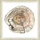 Tree Rings 3, Giclee Reproduction Artwork