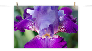 Glowing Iris Nature Photography, Floral Unframed Wall Art Print, 12" X 18"