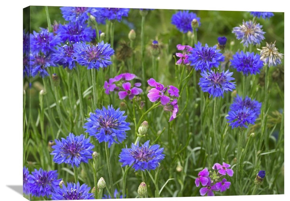"Cornflower And Pointed Phlox Blooming In Grassy Field, North America" Artwork