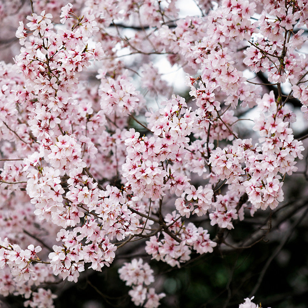 "Sakura" Canvas, 45"x45"
