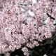 "Sakura" Canvas, 45"x45"