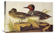 "American Green-Winged Teal" Canvas Giclee by John James Audubon, 24"x16"
