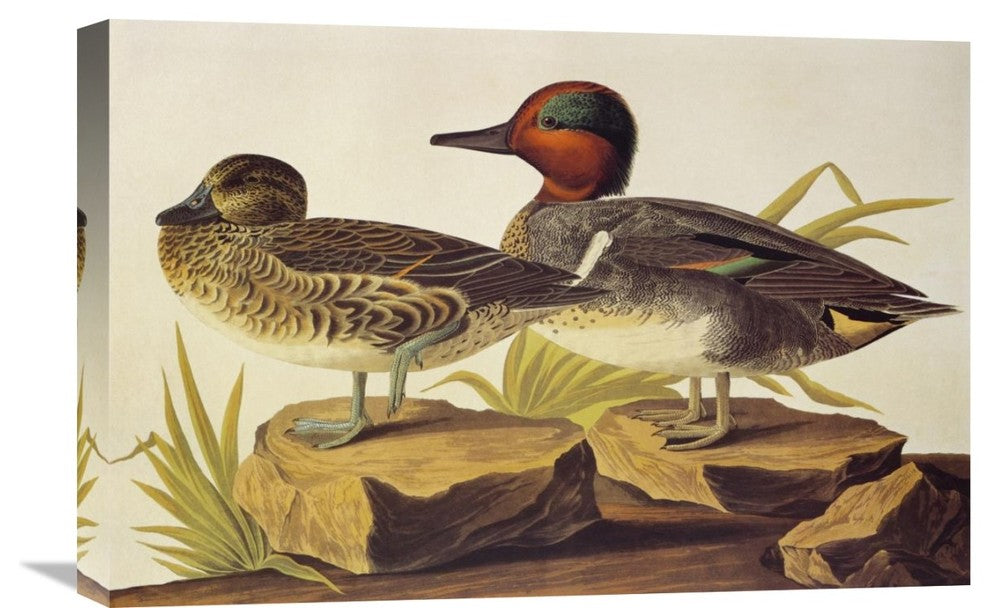 "American Green-Winged Teal" Canvas Giclee by John James Audubon, 24"x16"