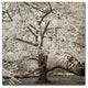 Alan Blaustein ''Hampton Magnolia II'' Canvas Art, 35x35