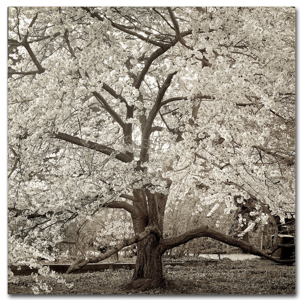 Alan Blaustein ''Hampton Magnolia II'' Canvas Art, 35x35