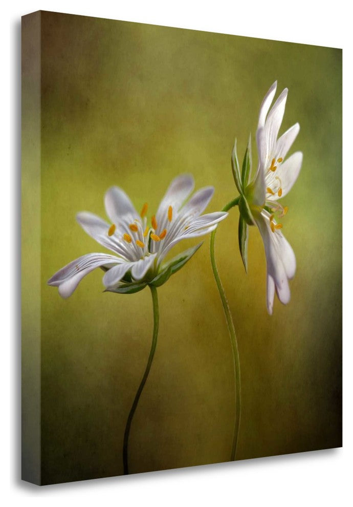 "Echo" By Mandy Disher, Giclee Print on Gallery Wrap Canvas, Ready to Hang