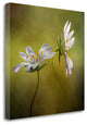 "Echo" By Mandy Disher, Giclee Print on Gallery Wrap Canvas, Ready to Hang