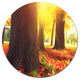 Autumn Trees In The Sunlight, Landscape Wall Disc Metal Wall Art, 23"
