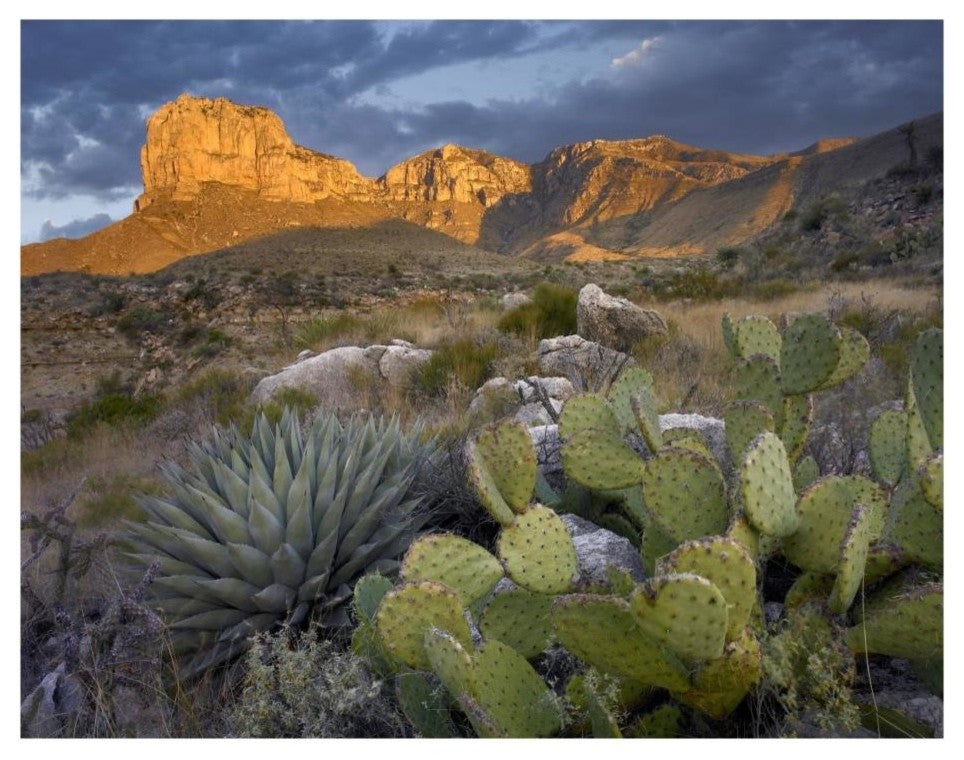 "Opuntia cactus and Agave, Guadalupe Mountains National Park" Paper Art, 26"x20"