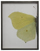 Split Yellow Butterfly, Pewter Shadowbox, Left