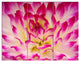 Smooth Purple White Flower Petals, Floral Triptych Canvas Print, 36x28, 3 Panels