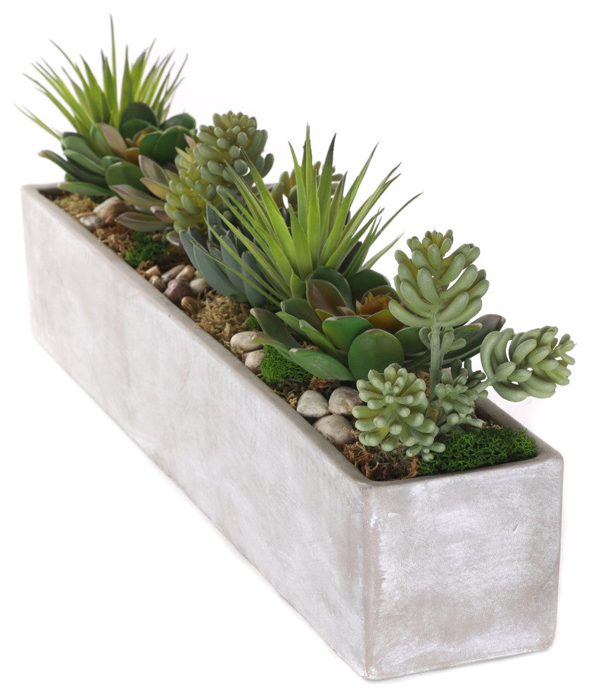 Succulents in rectangular cerement planter